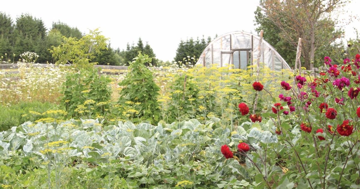 Az egyik fontos feladat  a szobanövények kezelése